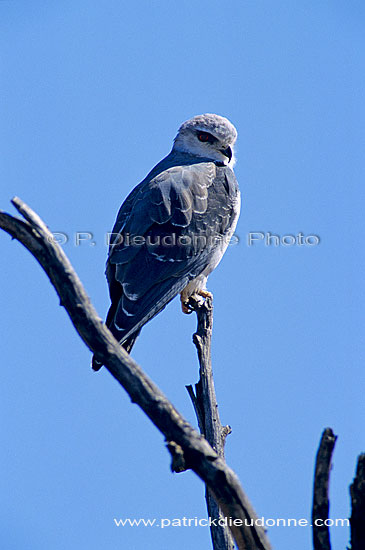 Black Shouldered Kite (Elanus caeruleus) - Elanion blanc, Afrique du Sud (SAF-BIR-0165)