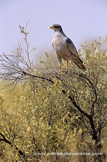 Pale chanting Goshawk (Melierax canorus) - Autour chanteur, Namibie (SAF-BIR-0167)
