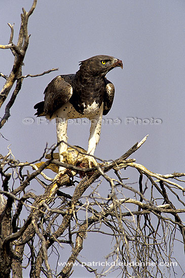 Martial Eagle (Polemaetus bellicosus) with prey - Aigle martial, avec proie, AF. du sud (SAF-BIR-0168)
