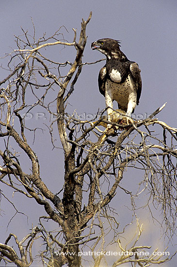 Martial Eagle (Polemaetus bellicosus) with prey - Aigle martial, avec proie, Af. du sud (SAF-BIR-0169)