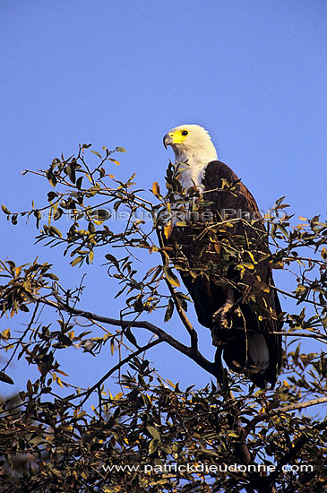 African Fish eagle (Haliaeetus vocifer) - Pygargue vocifère, Botswana (SAF-BIR-0183)