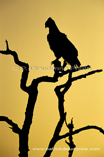 Martial Eagle (Polemaetus bellicosus) - Aigle martial, Botswana (SAF-BIR-0185)