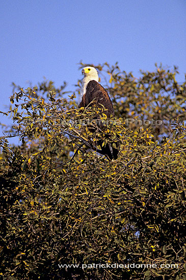 African Fish eagle (Haliaeetus vocifer) - Pygargue vocifère, Botswana (SAF-BIR-0187)