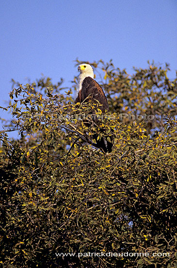 African Fish eagle (Haliaeetus vocifer) - Pygargue vocifÃ¨re, Botswana (SAF-BIR-0187)