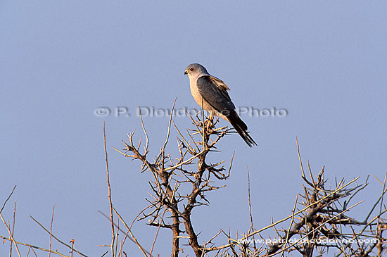 Little Banded Goshawk (Shikra)(Accipiter badius) - Epervier shikra, Namibie (saf-bir-0210)