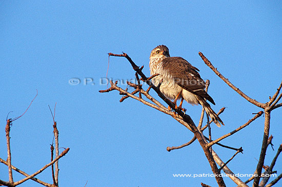 Little Sparrowhawk (Accipiter minulus) - Epervier minule, Afrique du sud (saf-bir-0211)