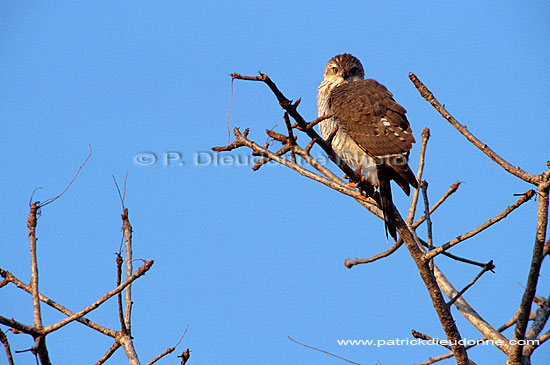 Little Sparrowhawk (Accipiter minulus) - Epervier minule, Afrique du Sud (saf-bir-0212)
