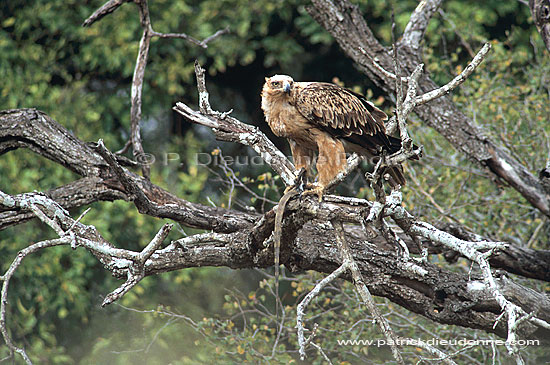 Tawny Eagle (Aquila rapax) with prey - Aigle ravisseur, proie, Afrique du sud (saf-bir-0281)