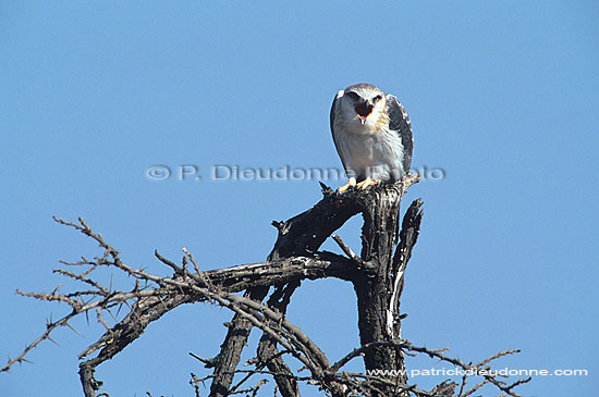 Black Shouldered Kite (Elanus caeruleus) - Elanion blanc, Afrique du Sud (saf-bir-0282)