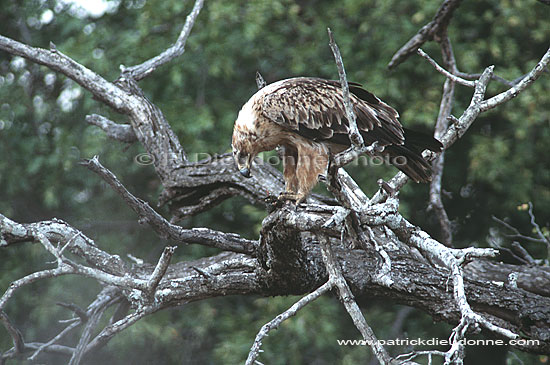Tawny Eagle (Aquila rapax) with prey - Aigle ravisseur, proie, Afrique du Sud (saf-bir-0283)