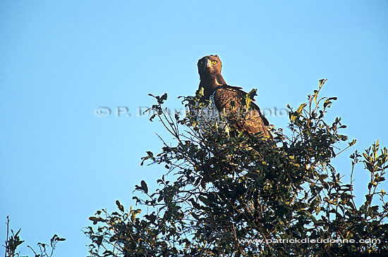 Martial Eagle (Polemaetus bellicosus) - Aigle martial, Afrique du Sud (saf-bir-0286)