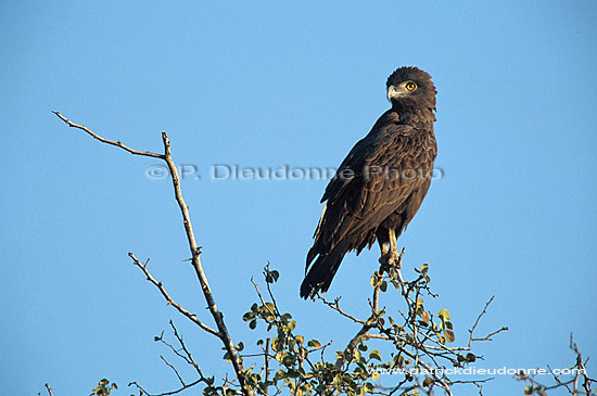 Brown Snake Eagle (Circaetus cinereus) - Circaète brun, Afrique du Sud (saf-bir-0289)