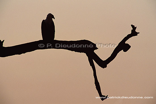 African Fish eagle (Haliaeetus vocifer) - Pygargue vocifère, Botswana (saf-bir-0413)