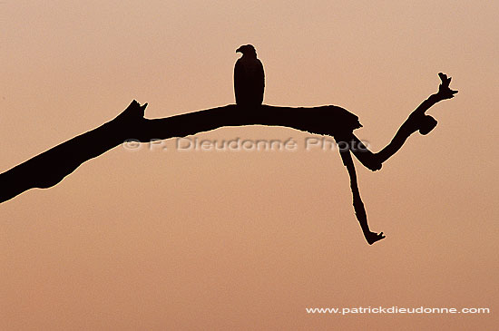 African Fish eagle (Haliaeetus vocifer) - Pygargue vocifère, Botswana (saf-bir-0414)