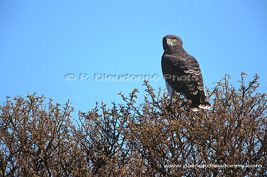 Blackbreasted Snake Eagle (Circaetus pectoralis) - Circaète à poitrine noire (saf-bir-0415)