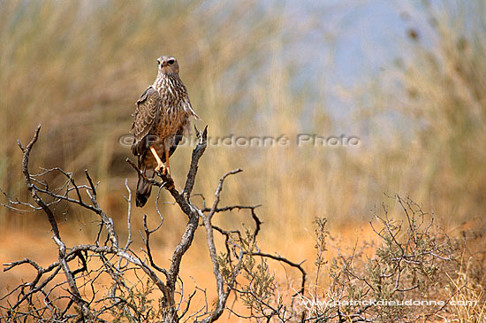 Pale chanting Goshawk (Melierax canorus) - Autour chanteur, juvenile, Afrique du sud (saf-bir-0416)