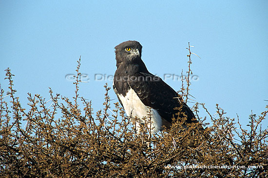 Blackbreasted Snake Eagle (Circaetus pectoralis) - Circaète à poitrine noire, Af. du sud (saf-bir-0466)