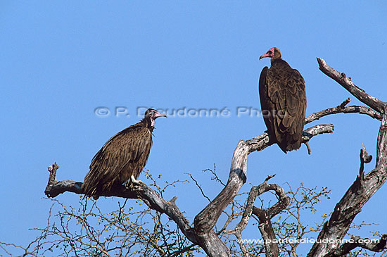 Hooded Vulture (Necrosyrtes monachus) - Vautours charognards, Afrique du sud (saf-bir-0467)