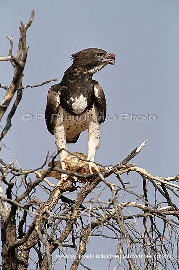 Martial Eagle (Polemaetus bellicosus) with prey - Aigle martial, proie, South africa (saf-bir-0471)