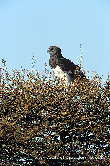 Blackbreasted Snake Eagle (Circaetus pectoralis) - Circaète à poitrine noire, Af. du sud (saf-bir-0472)