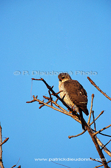 Little Sparrowhawk (Accipiter minulus) - Epervier minule, Afrique du Sud (saf-bir-0473)