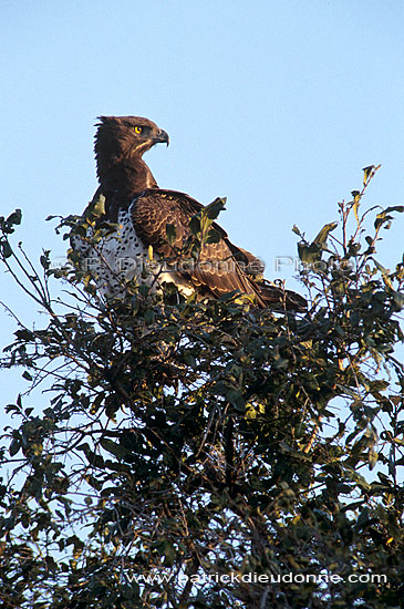 Martial Eagle (Polemaetus bellicosus) - Aigle martial, Afrique du sud (saf-bir-0503)