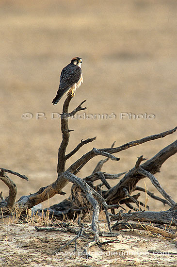 Lanner Falcon (Falco biarmicus), South Africa - Faucon lanier (saf-bir-0505)