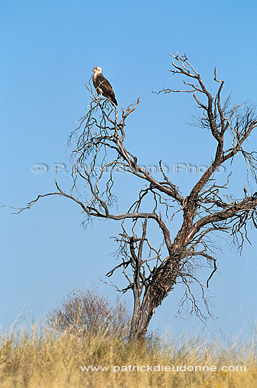 Blackbreasted Snake Eagle (Circaetus pectoralis, juv.) - Circaète à poitrine noire (saf-bir-0512)