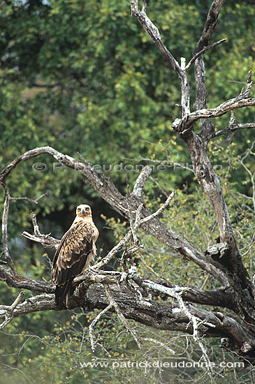 Tawny Eagle (Aquila rapax) - Aigle ravisseur, Afrique du Sud (saf-bir-0542)