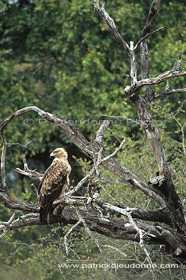 Tawny Eagle (Aquila rapax) - Aigle ravisseur, Afrique du Sud (saf-bir-0543)
