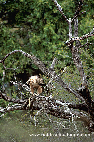 Tawny Eagle (Aquila rapax) with prey - Aigle ravisseur, proie, Afrique du sud (saf-bir-0577)