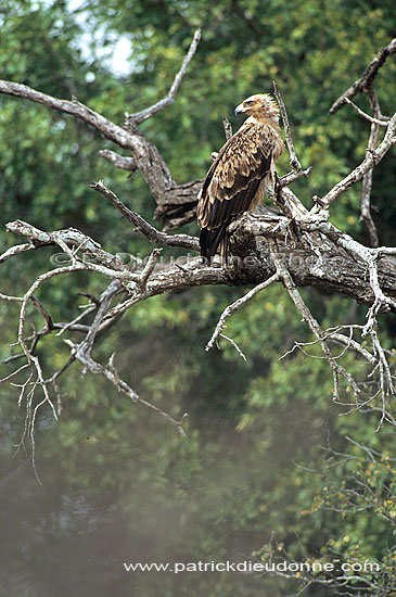 Tawny Eagle (Aquila rapax) - Aigle ravisseur, Afrique du Sud (saf-bir-0578)