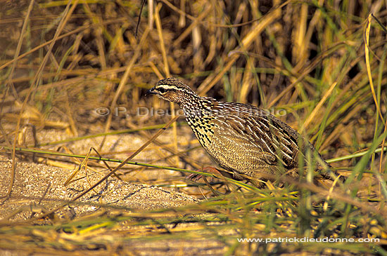 Crested Francolin, Kruger, South Africa -  Francolin huppé (Francolinus sephaena) (SAF-BIR-0010)