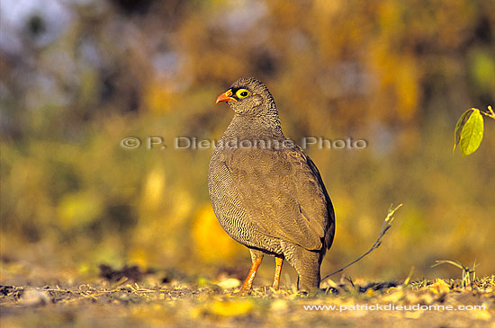 Redbilled Francolin, Botswana -  Francolin à bec rouge (Francolinus adspersus) (SAF-BIR-0030)