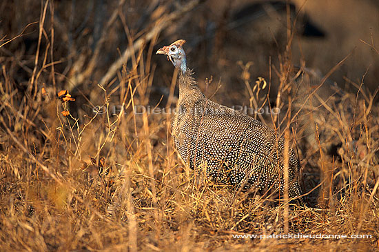 Helmeted guineafowl (Numida meleagris) - Pintade de Numidie, Afrique du sud (saf-bir-0227)