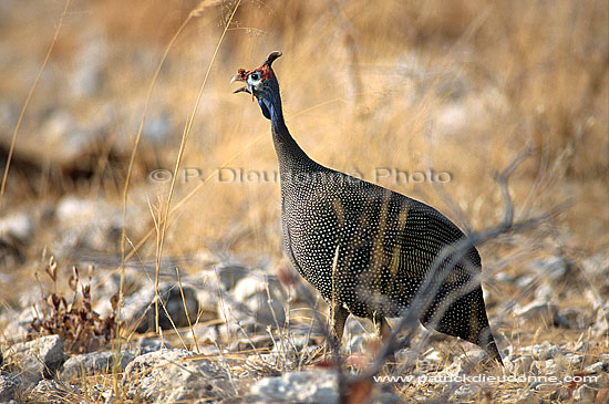 Helmeted guineafowl (Numida meleagris) - Pintade de Numidie, Namibie (saf-bir-0228)