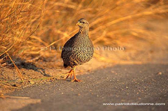 Natal Francolin (francolinus natalensis), South Africa -  Francolin du Natal (saf-bir-0229)