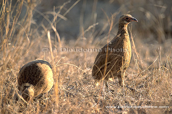 Swainson's Francolin, Kruger, South Africa -  Francolin de Swainson (saf-bir-0230)