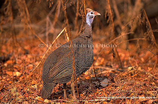 Helmeted guineafowl (Numida meleagris) - Pintade de Numidie, Afrique du sud (saf-bir-0231)