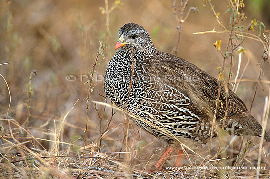 Natal Francolin (francolinus natalensis), South Africa -  Francolin du Natal (saf-bir-0232)