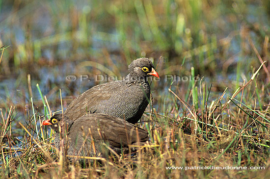 Redbilled Francolin, Botswana -  Francolin à bec rouge (Francolinus adspersus) (saf-bir-0236)