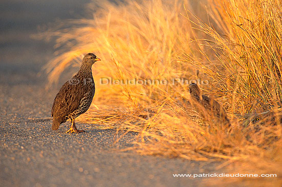 Natal Francolin (francolinus natalensis), South Africa -  Francolins du Natal (saf-bir-0237)