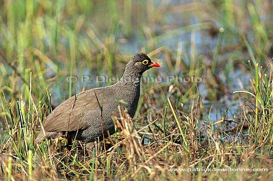 Redbilled Francolin, Botswana -  Francolin à bec rouge (Francolinus adspersus) (saf-bir-0239)