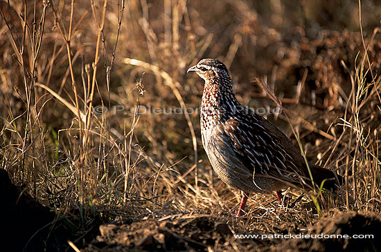 Crested Francolin, Kruger, South Africa -  Francolin huppé (Francolinus sephaena) (saf-bir-0240)