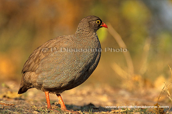 Redbilled Francolin, Botswana -  Francolin à bec rouge (Francolinus adspersus) (saf-bir-0241)