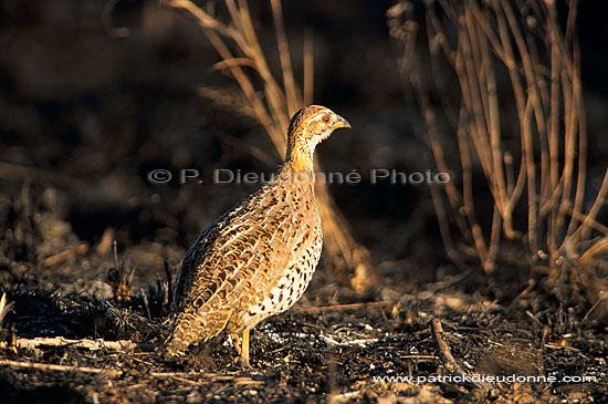 Coqui Francolin (francolinus coqui), South Africa -  Francolin à poitrine dorée (saf-bir-0242)