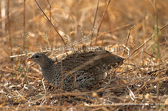 Natal Francolin (francolinus natalensis), South Africa -  Francolin du Natal (saf-bir-0243)