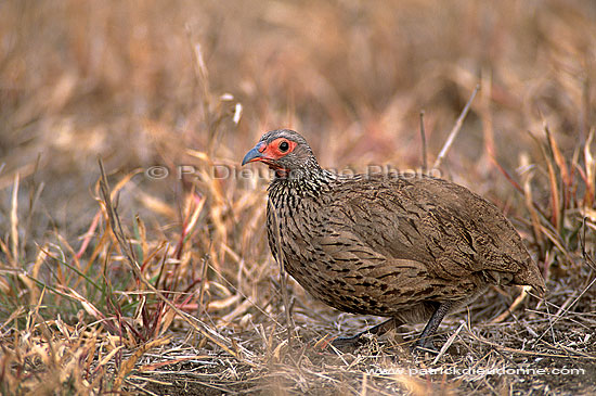 Swainson's Francolin, Kruger, South Africa -  Francolin de Swainson (saf-bir-0245)