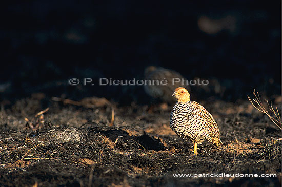 Coqui Francolin (francolinus coqui), South Africa -  Francolin à poitrine dorée (saf-bir-0246)