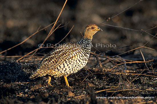 Coqui Francolin (francolinus coqui), South Africa -  Francolin à poitrine dorée (saf-bir-0247)